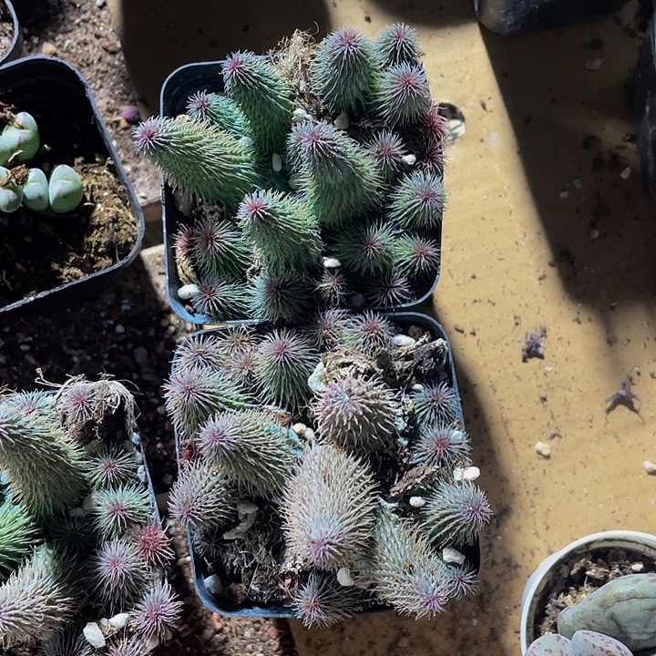 阿修罗带盆土发货