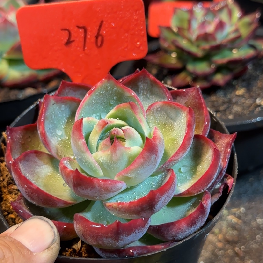 玫瑰惊鸿一物一拍包装收缩花旱276