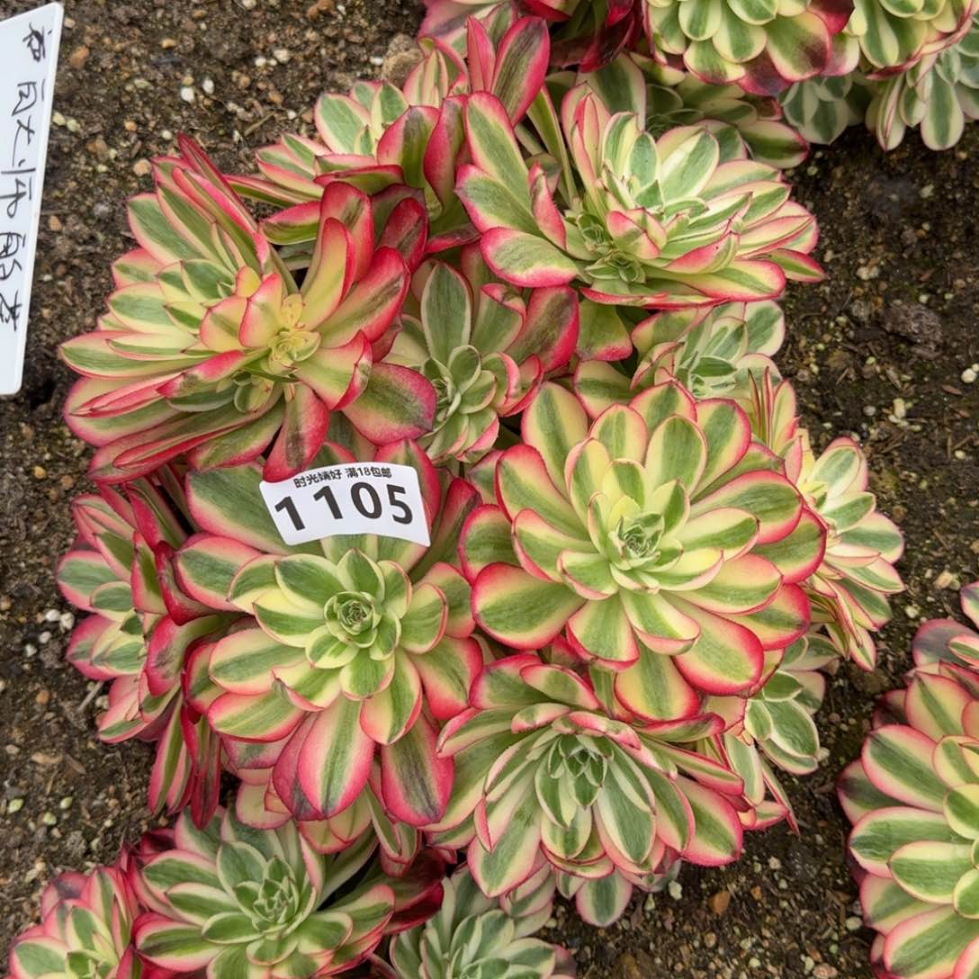 1105荔枝多肉植物