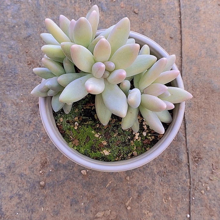 牡***丹白兰地多肉植物老桩