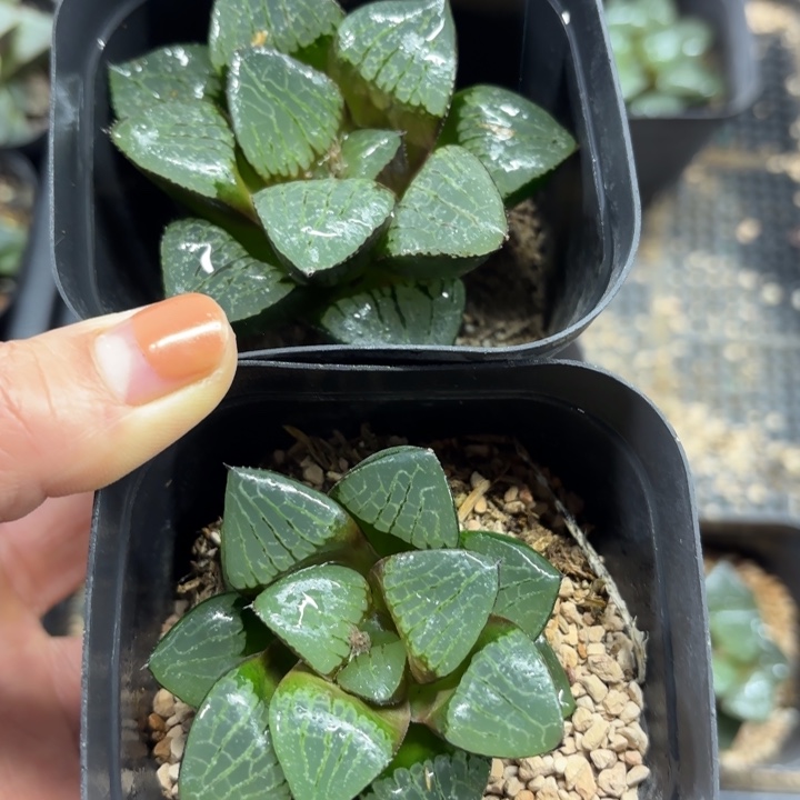 日月潭多肉植物666