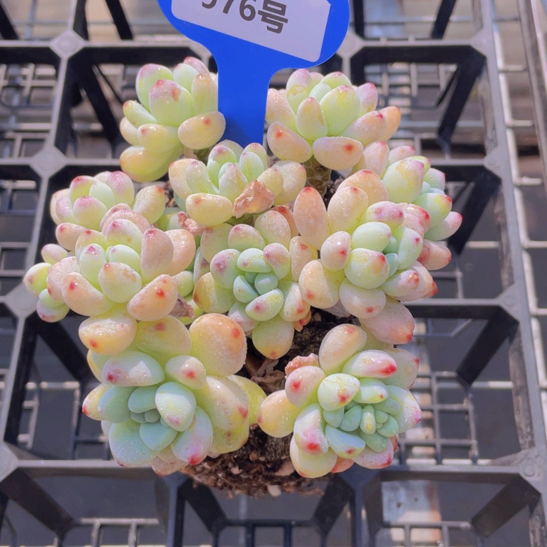 976号 全状态捧花罗琦劳尔大群一个