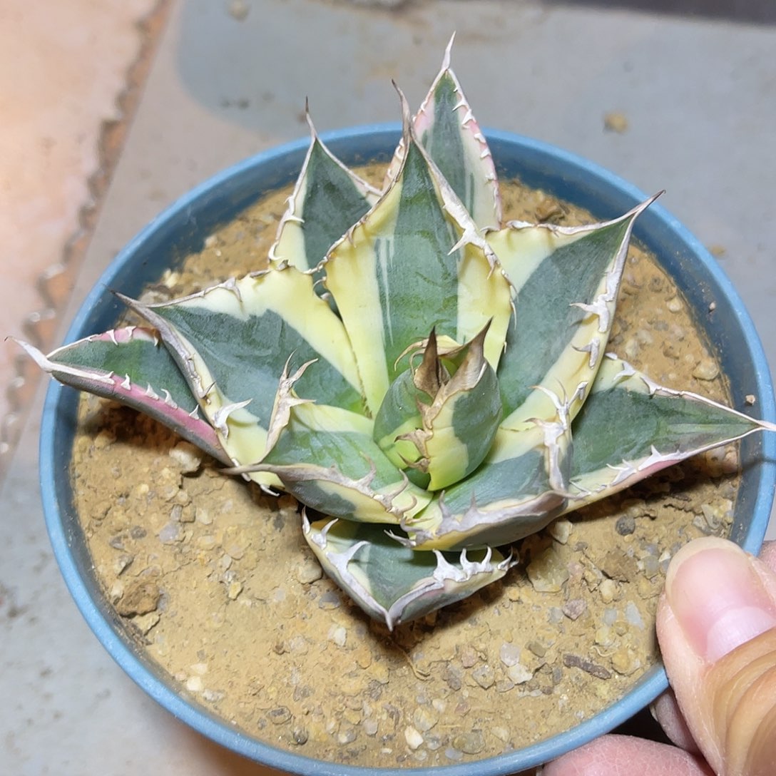 龅牙锦龙舌兰经典品种