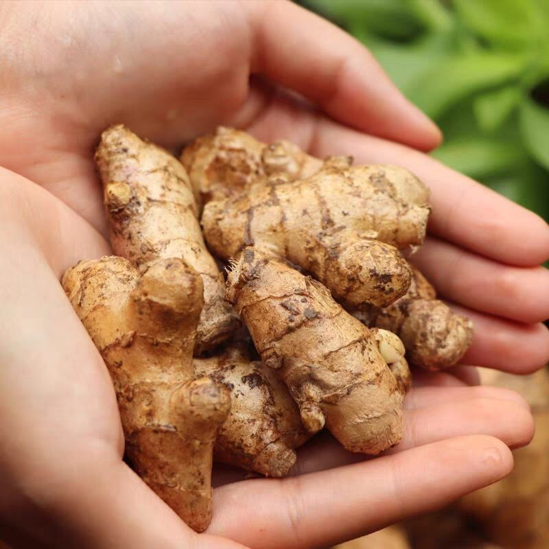 新鲜现挖云南小黄姜老姜月子姜可食用