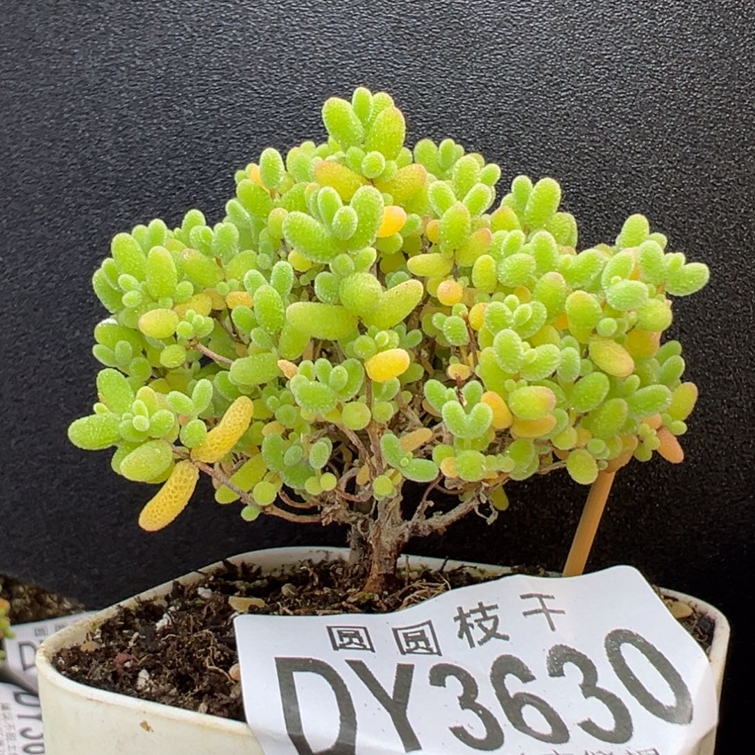 dy3630小可爱蜜橘糖球冠幅5.5