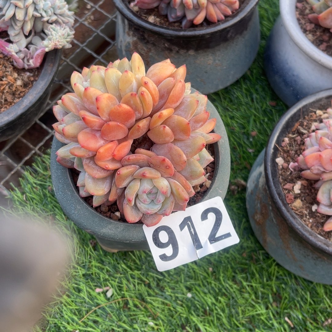 青***晴912号1488888 99999 9