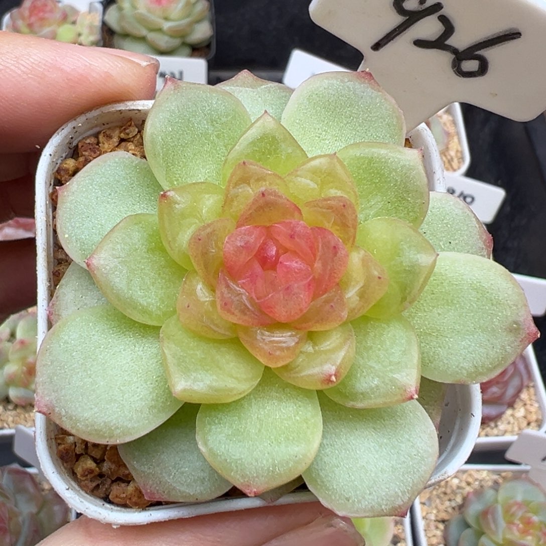 926号风花雪月系列碧琉璃