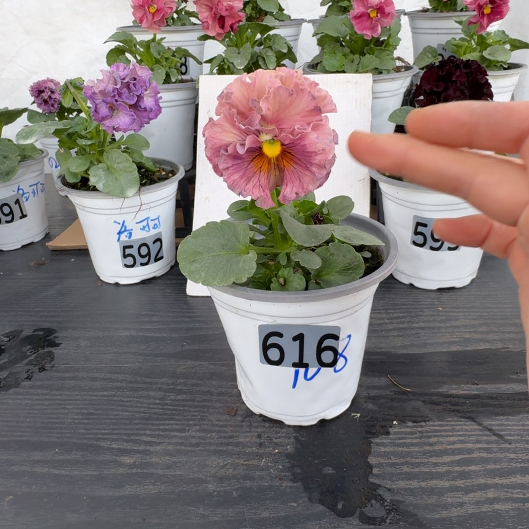 全部花朵616号968