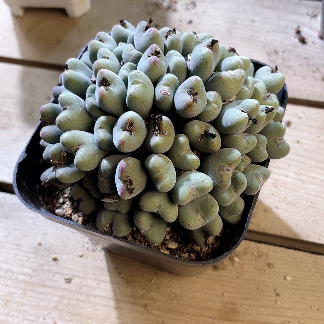 0370  口迪 六月六