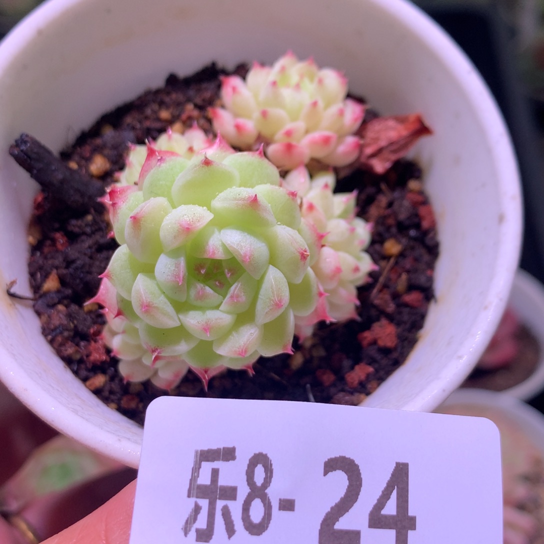 乐然 8-24 海王群 