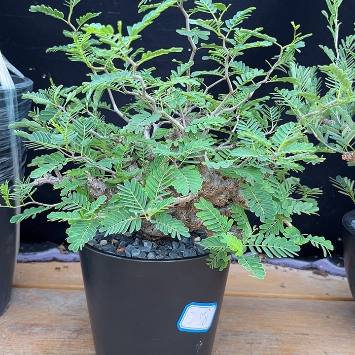 吴***草念珠苏木，潮流植物带盆
