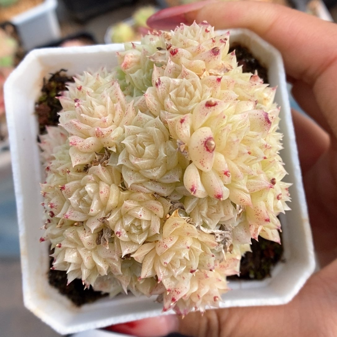 定繁麦秆群生802号