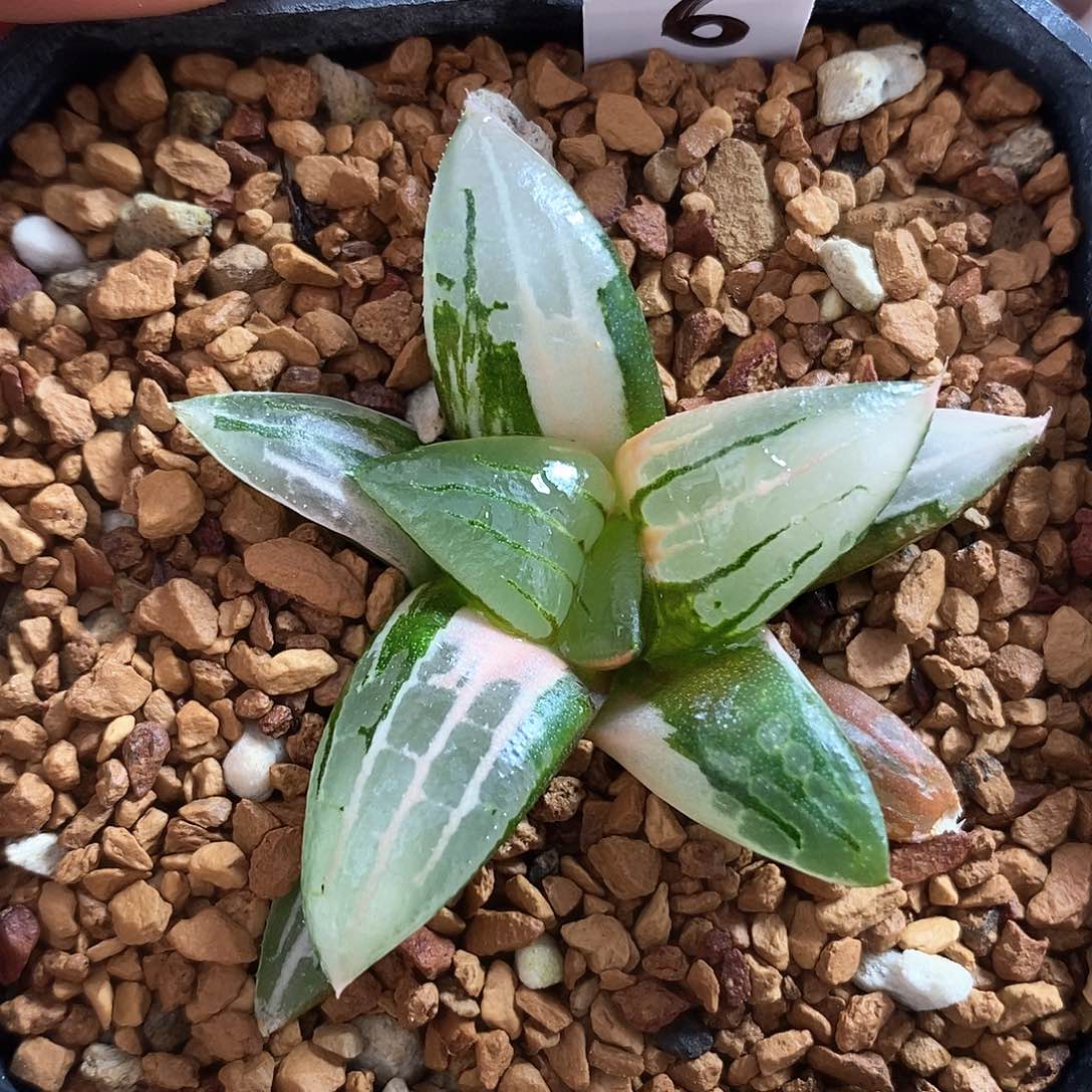 6号阿房宫寿锦一物一拍