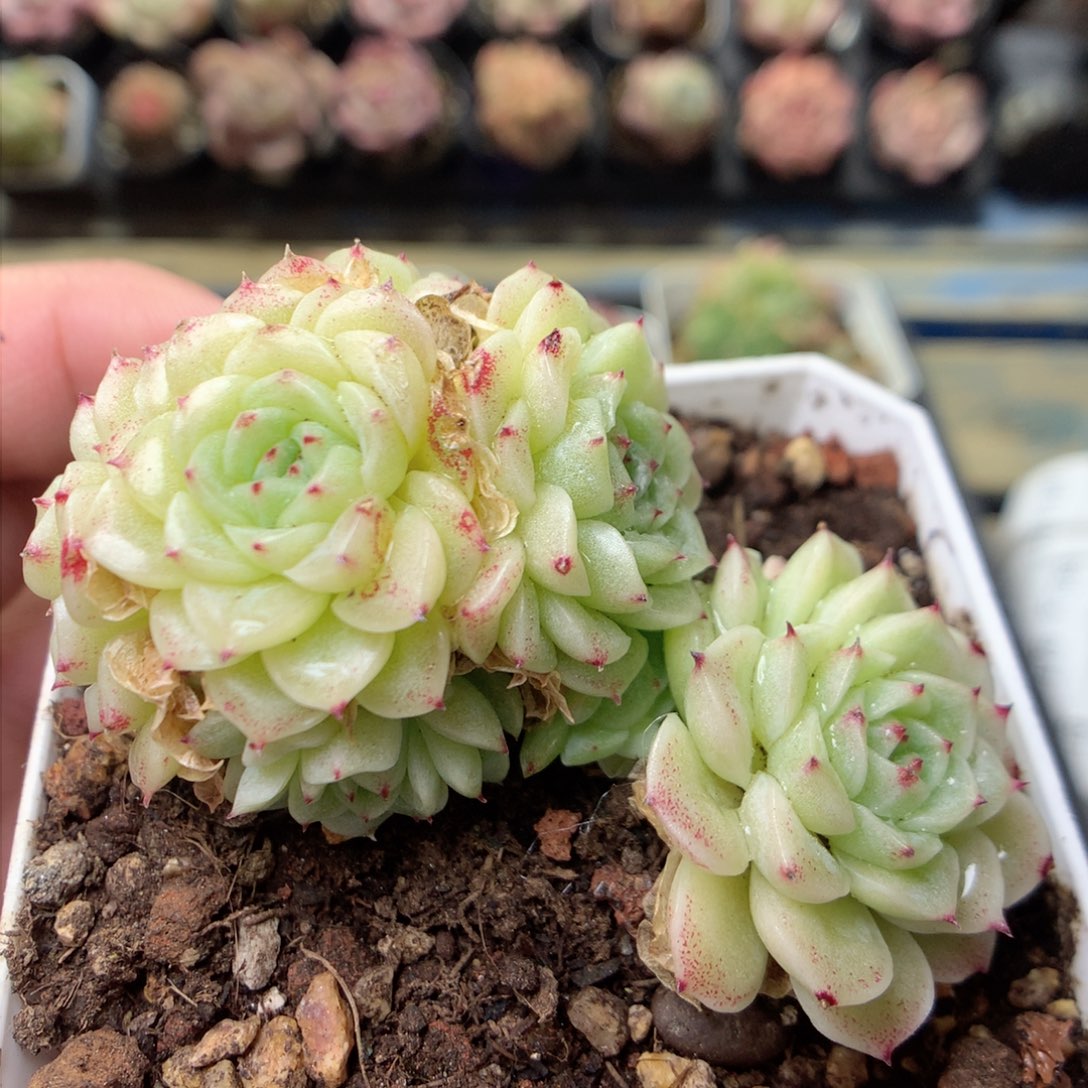 F144两颗定繁编号T1