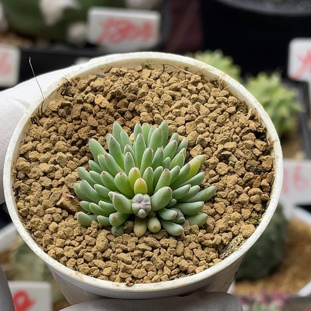 葵珊瑚 2个花苞 带盆土发货多肉