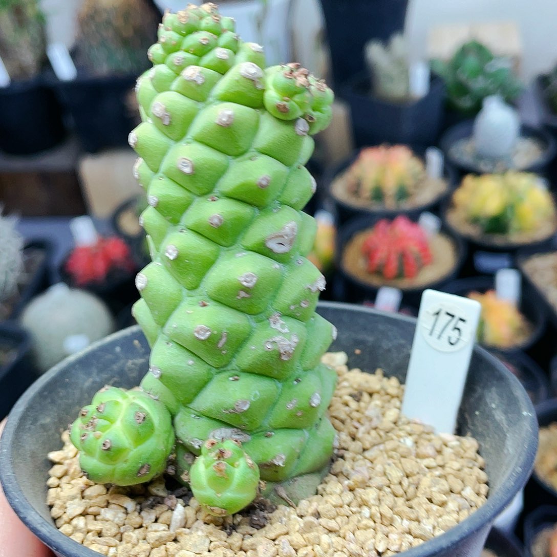 非偏远地区满25包邮仙人球