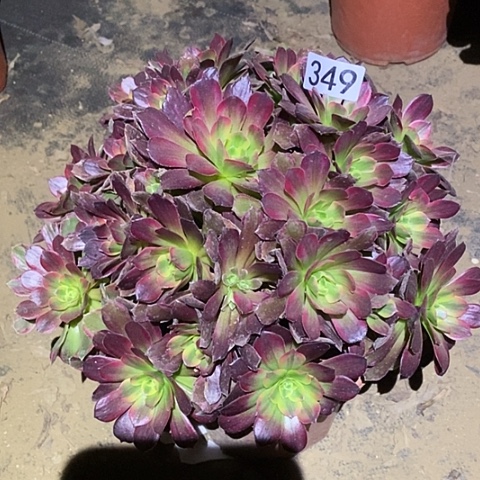 多肉植物法师349安娜