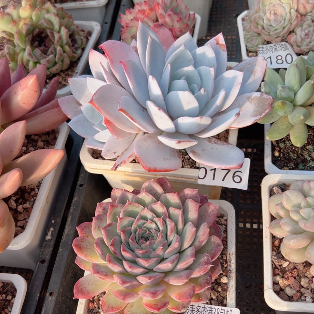 问***剑多肉一物一拍植物0176