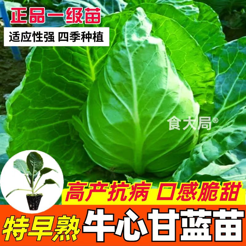 春秋特大牛心甘蓝秧苗耐热耐寒适合家庭阳台种植蔬菜秧苗