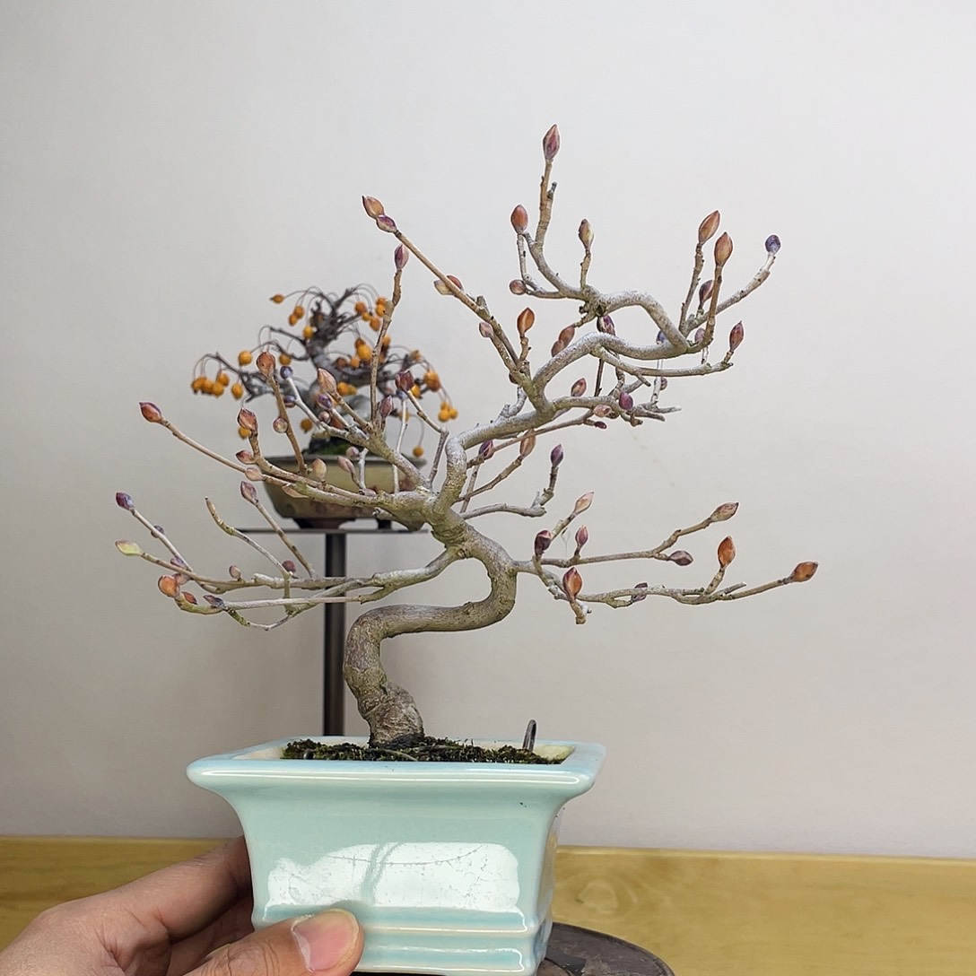 木本土佐水木盆栽