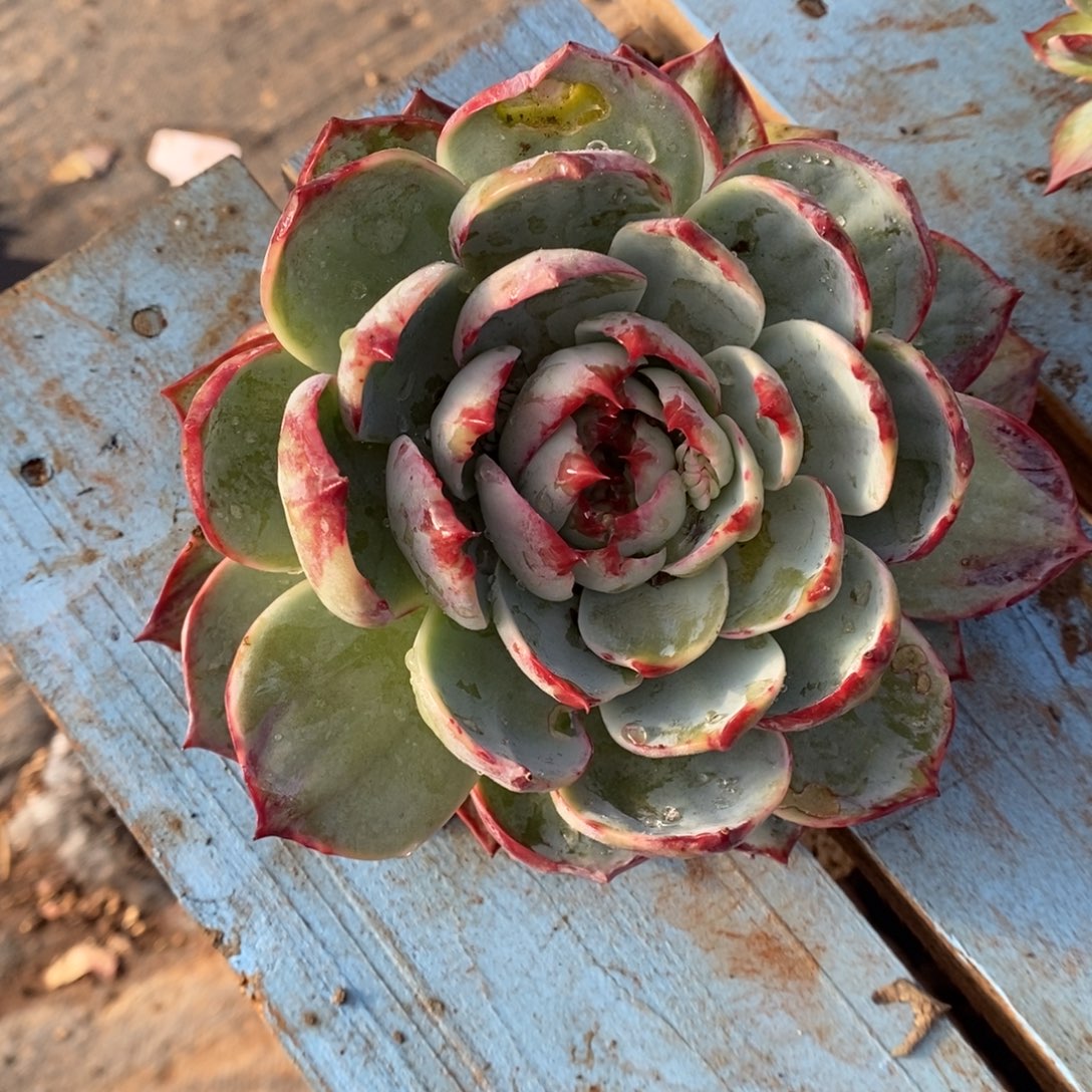 ****拉          26。       