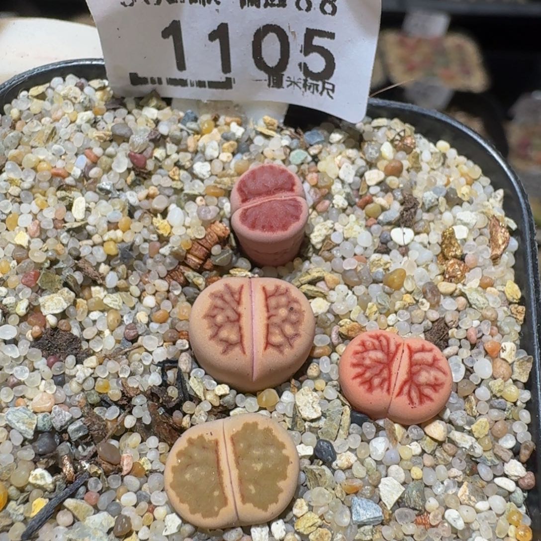 Ssss精品生石花1105锦