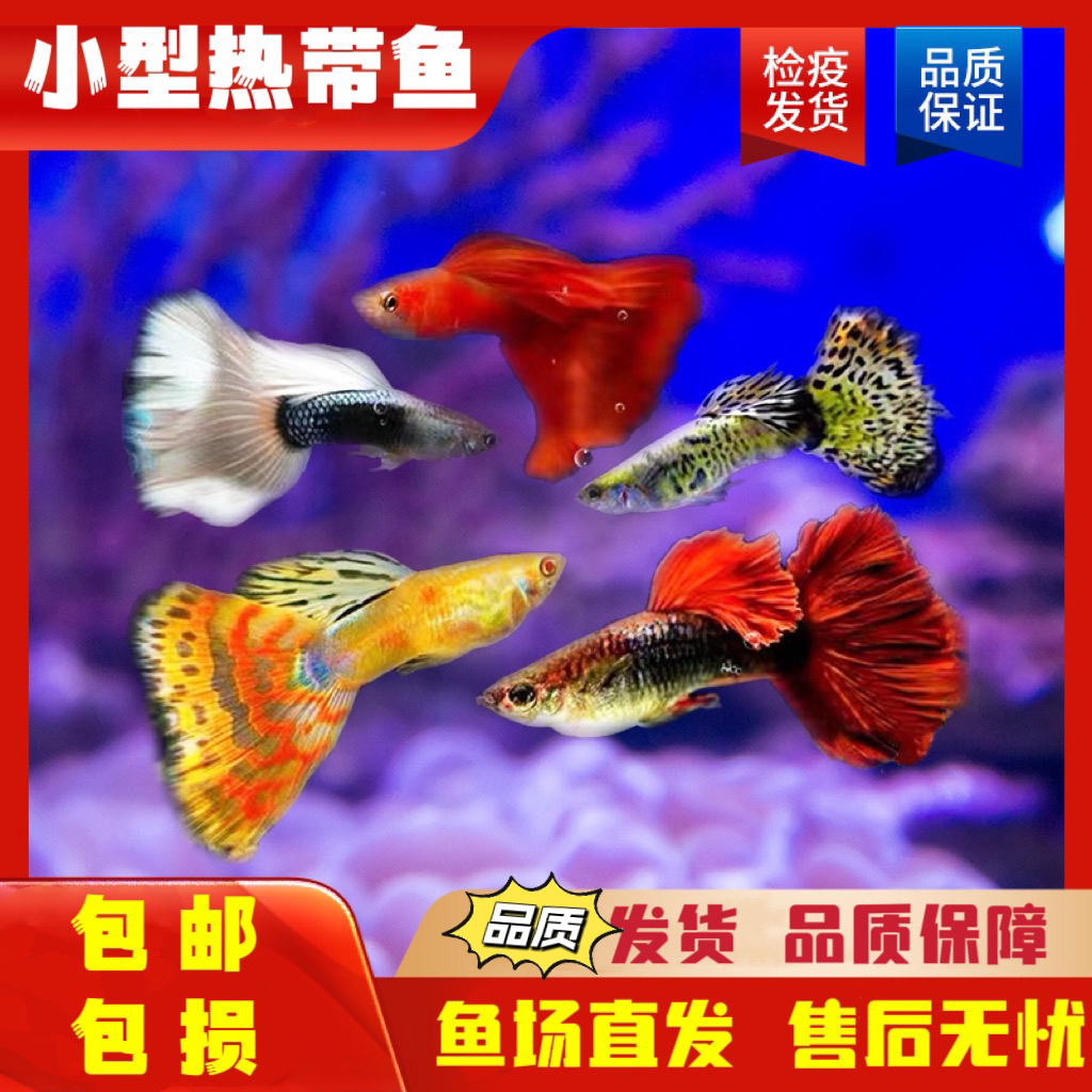 直播观赏鱼单拍链接