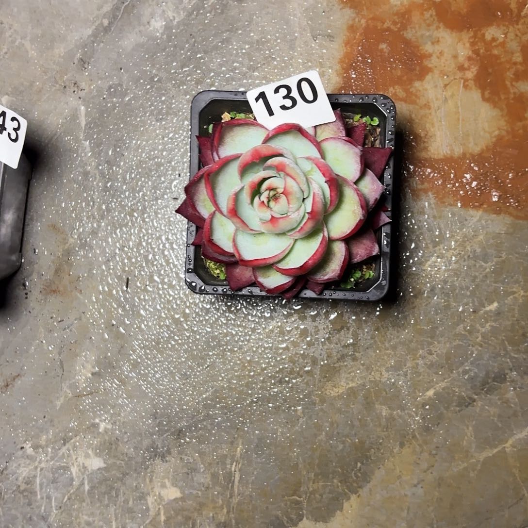 @***爷130惊鸿一看包邮包邮