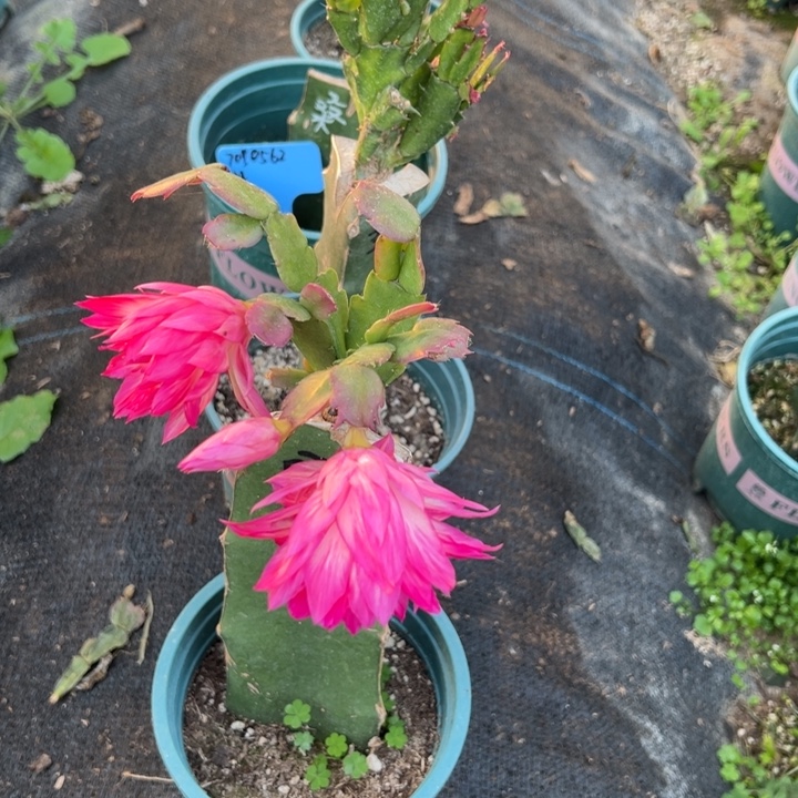 然***妈72号073，重瓣，66666