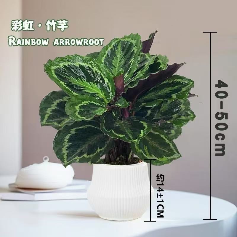 【彩虹竹芋】40-50公分室内好养办公桌面绿植彩色观叶美观懒人植物