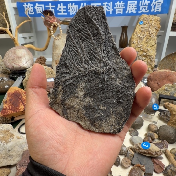玉家居标本家居摆件