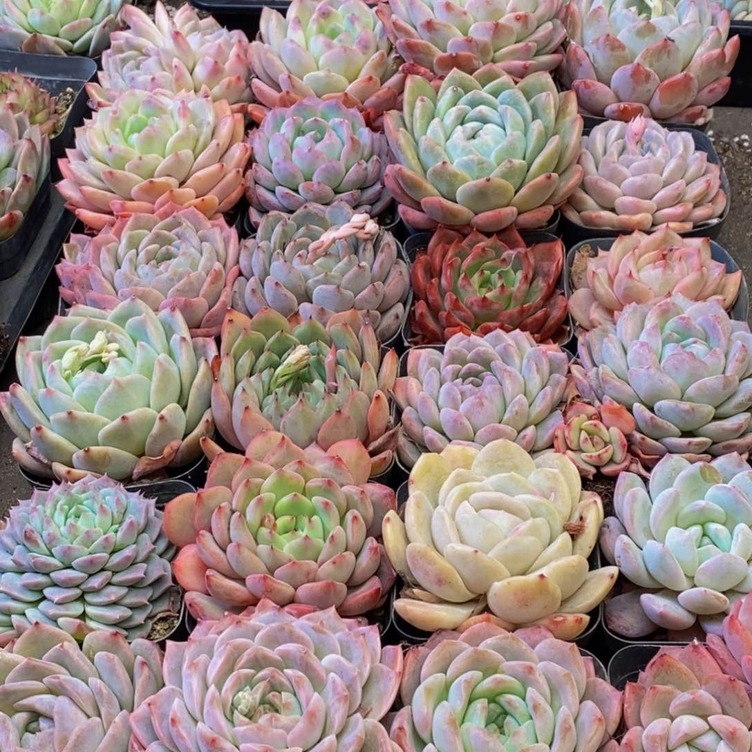 276大任务完成了任务是