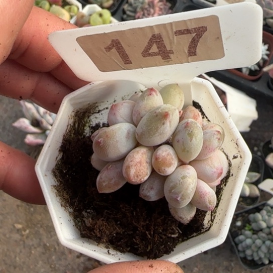147半夏多肉植物多肉