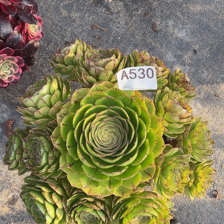 万拉丝多肉植物530