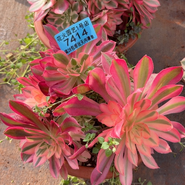 女巫7414多肉植物