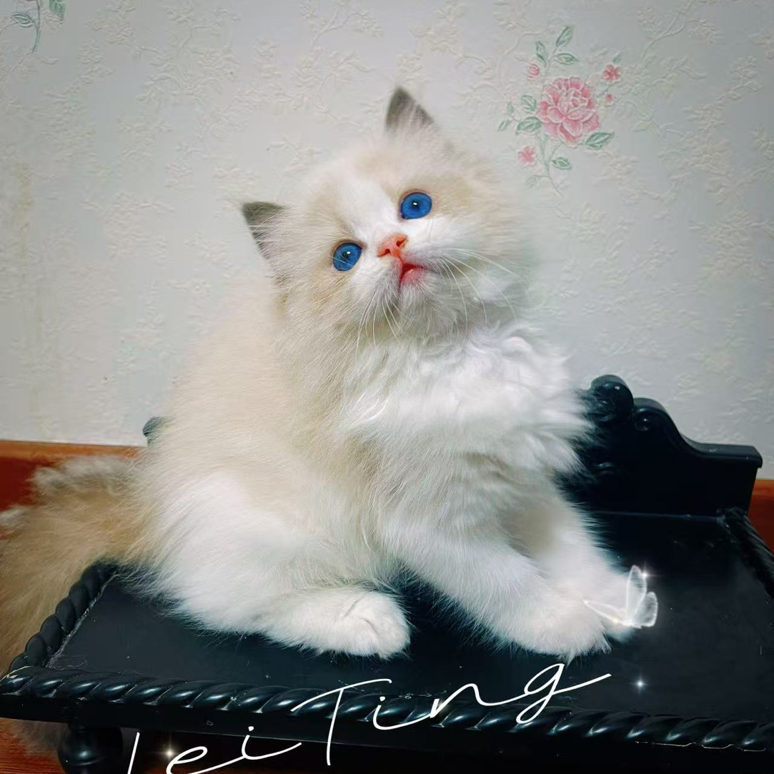 娜娜专属宠物猫活体专用布偶猫幼体购买