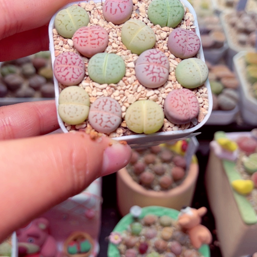 54号带盆盆包邮发货