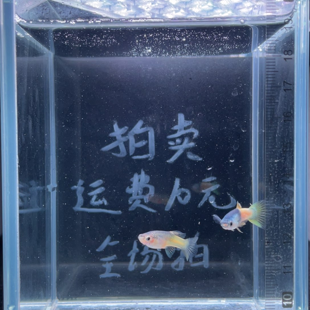 孔雀鱼粉红熊猫亚成鱼一对