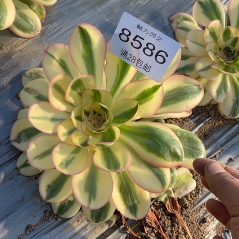 燕姿多肉多肉8586多肉