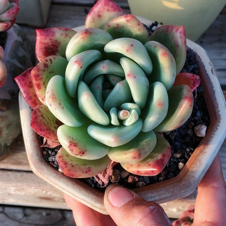 【闪购商品】暖*宝暖宝宝香槟