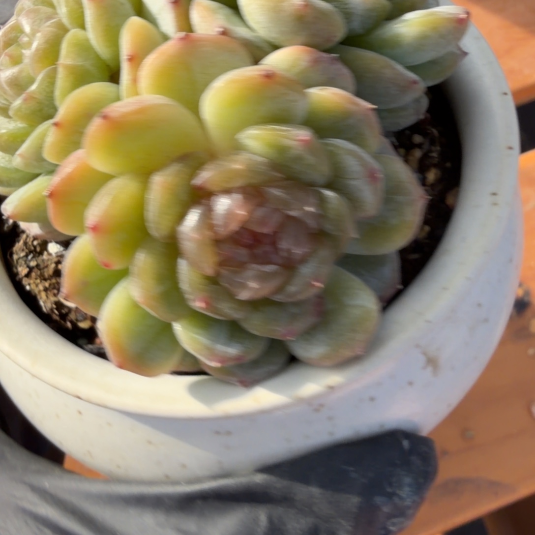 东篱下多肉植物哈哈哈