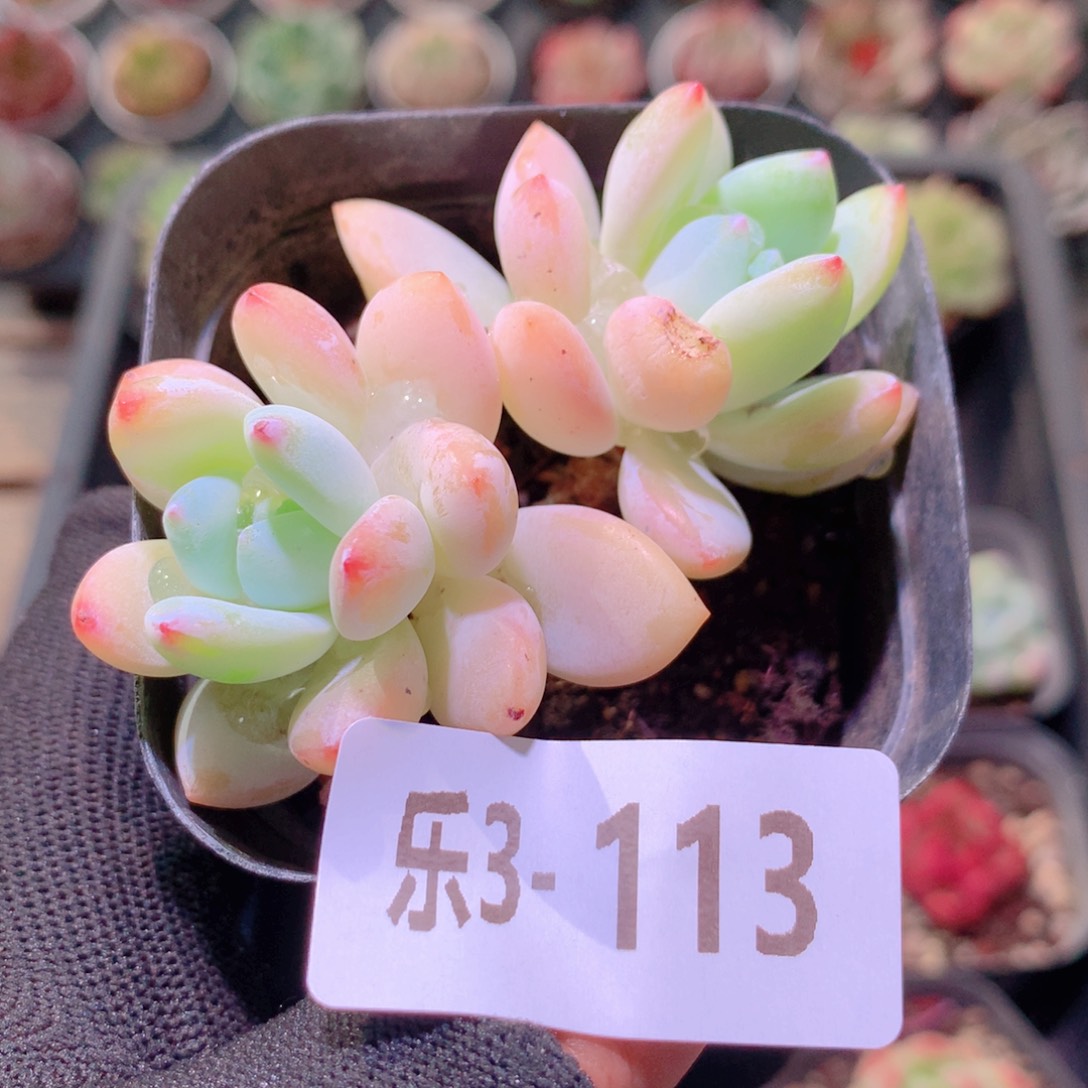 乐然3-113 小肥莲 