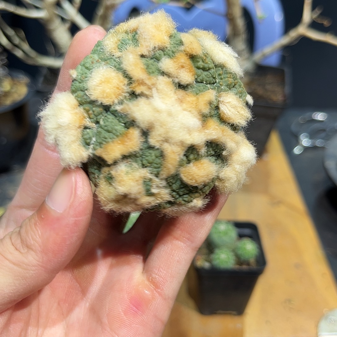 5号咪根龟甲连山福利