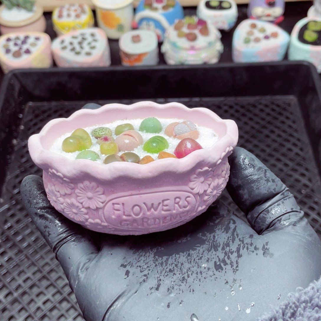 w5550--带盆土发货，零下地区拍保温箱