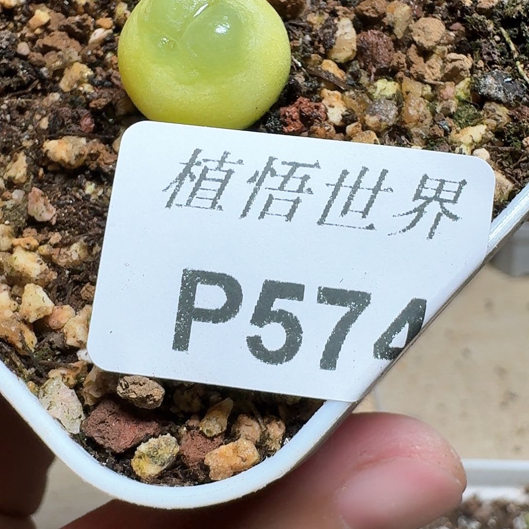 574盒多肉植物哇f g