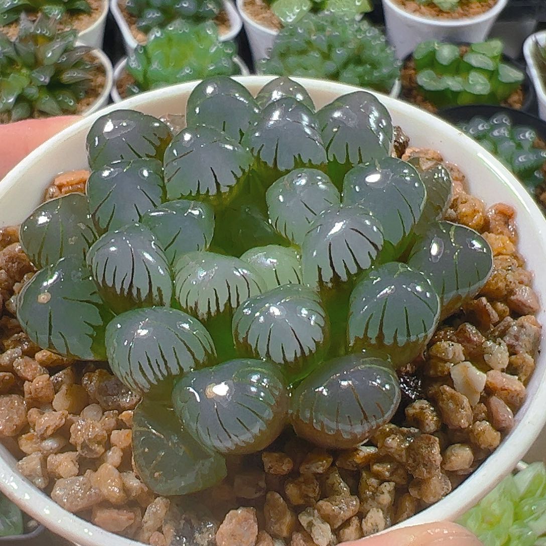 万象盆紫姬玉露一颗