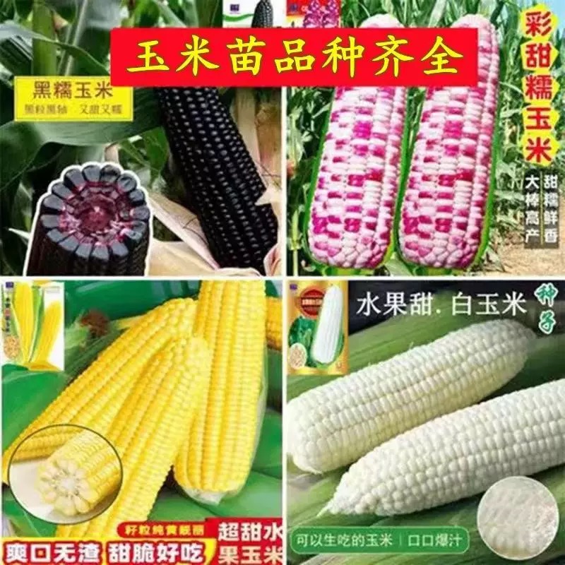 高产超甜早熟水果玉米苗黑玉米香糯玉米苗彩玉米