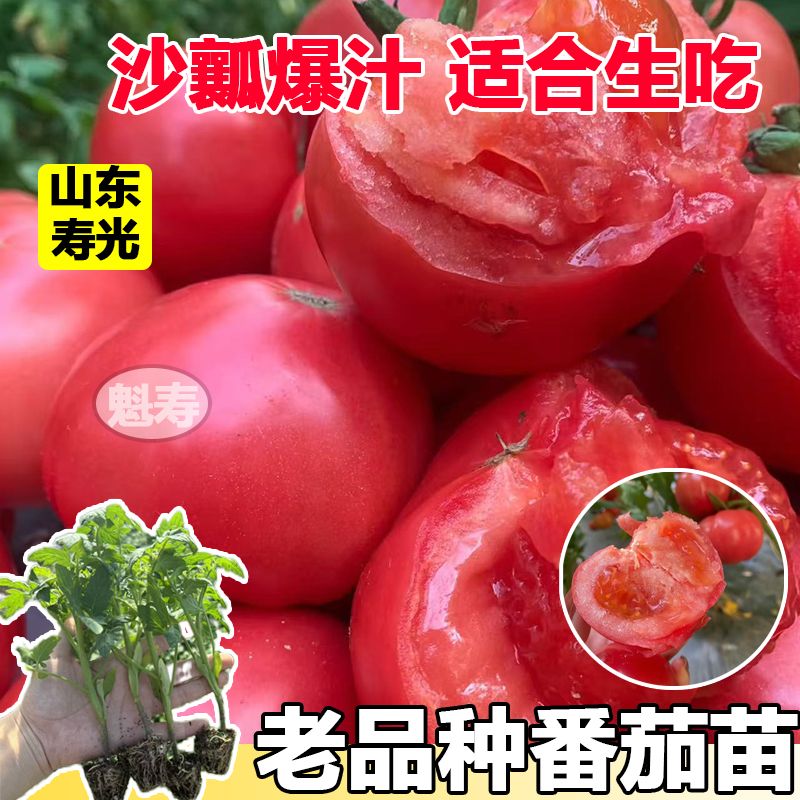 老品种大粉西红柿苗沙瓤番茄大柿子苗菜种子籽小番茄圣女果千禧苗