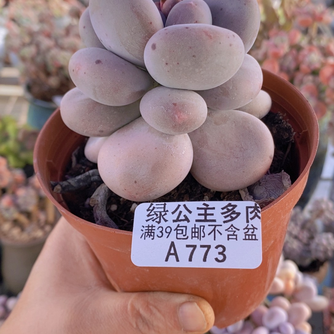 黄金大叶奶单头773多肉植物