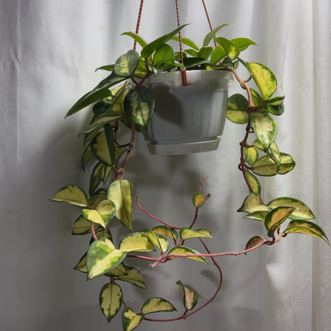 我***插完全开放圆叶绿叶内锦